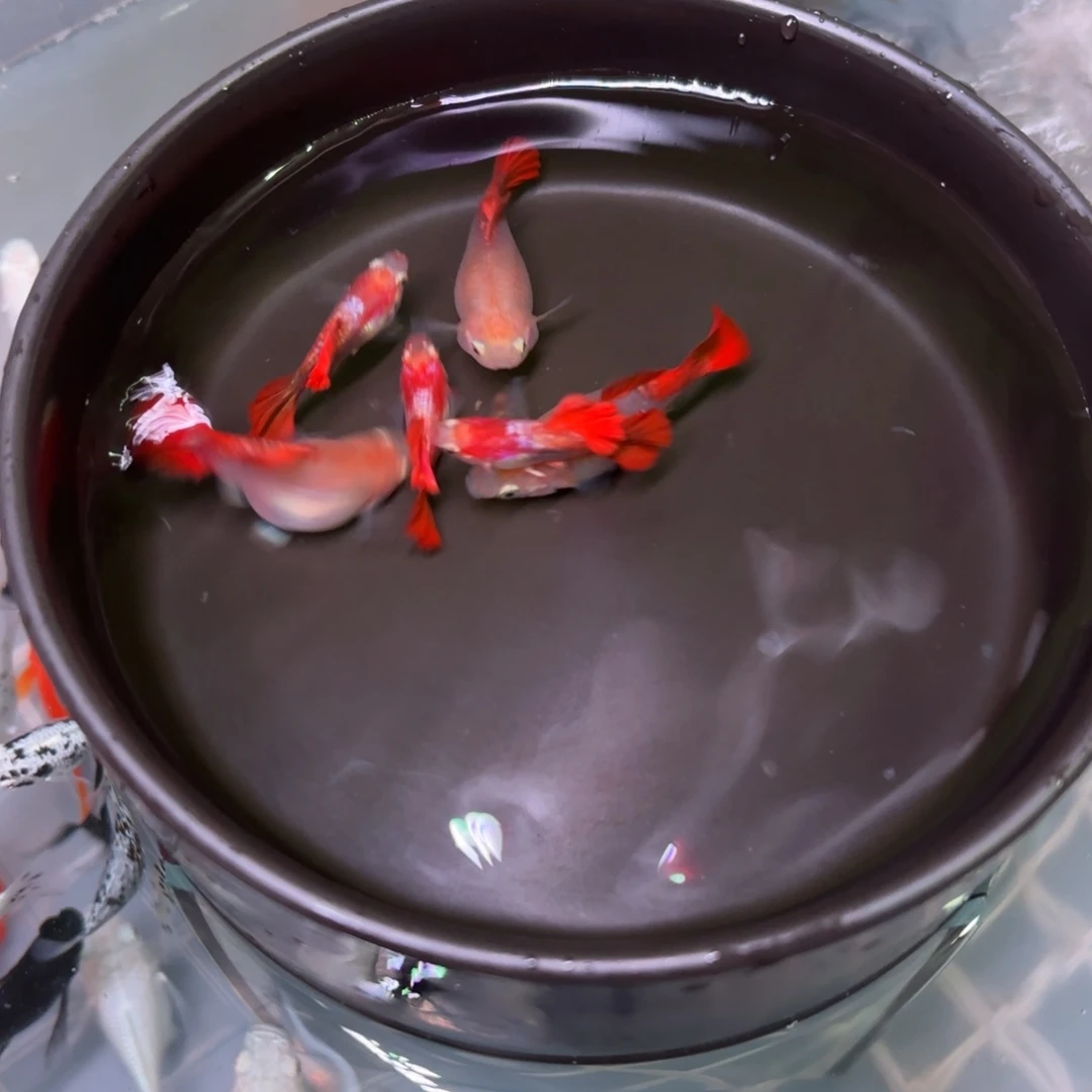 孔雀鱼黄爆球种鱼4+2