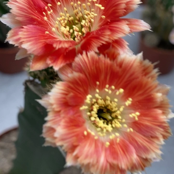 香香羽毛丽花侧芽1.5公分左右