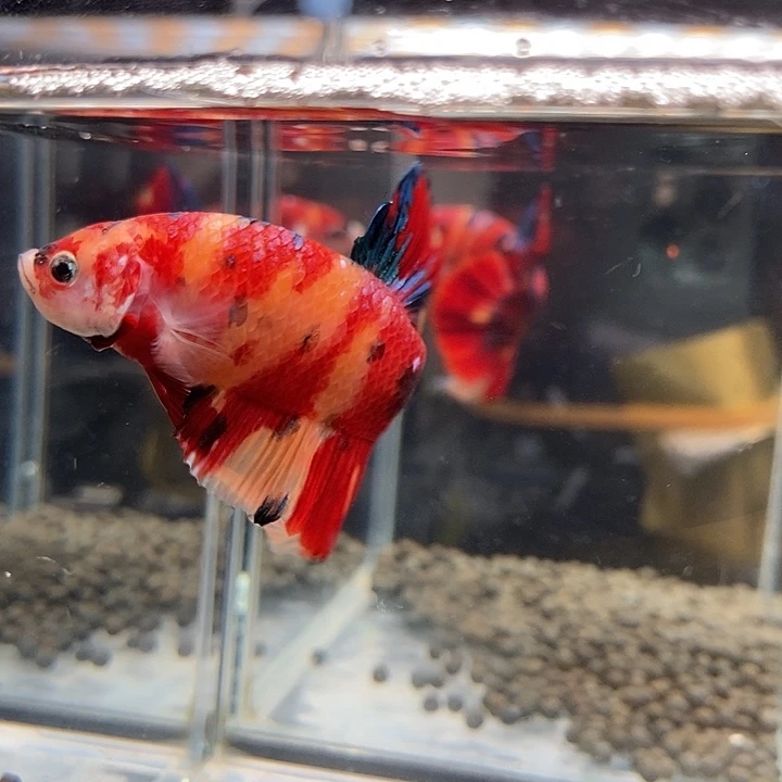 斗鱼黑305号巨斗将军