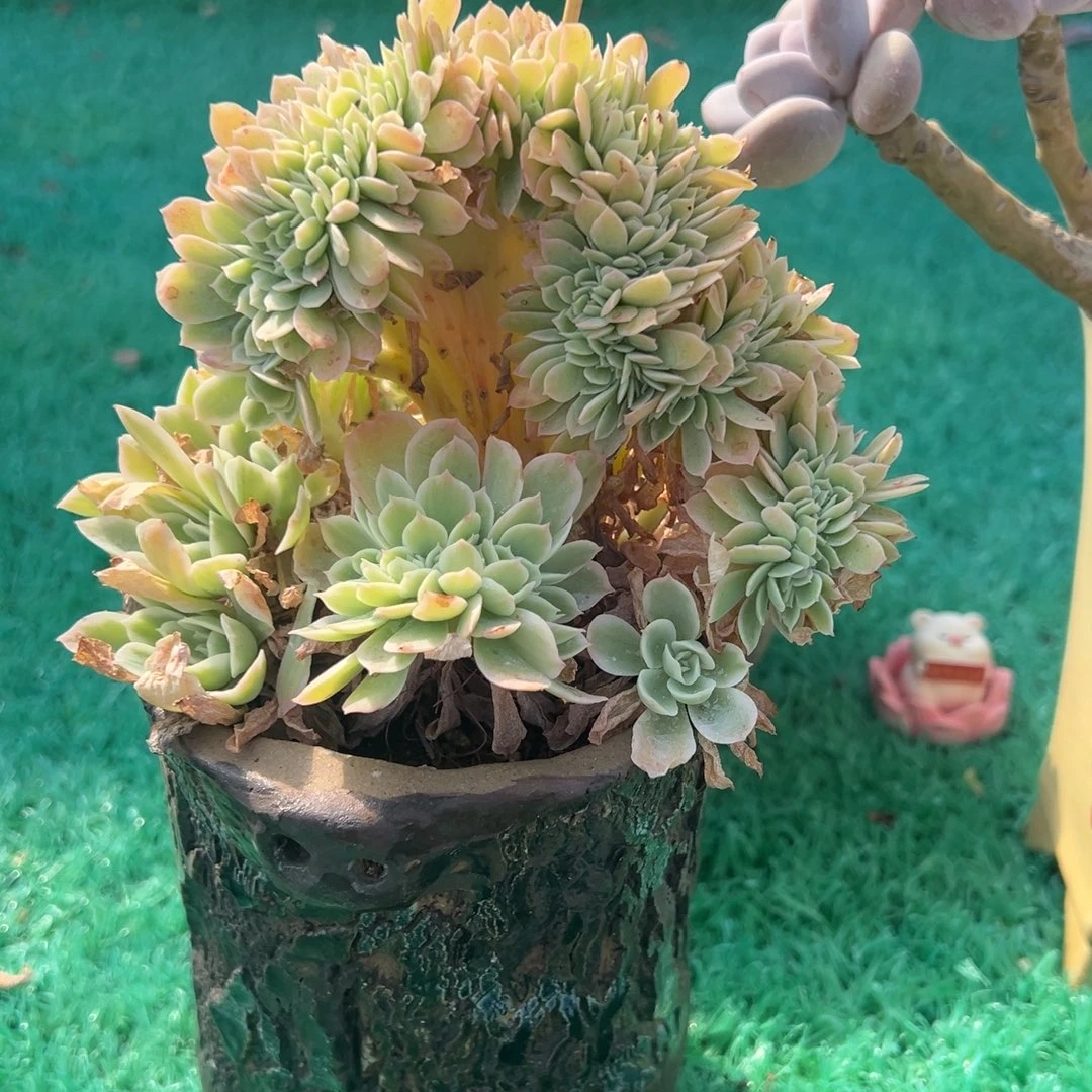 柠檬玫瑰锦缀，，，，，，，，，，，