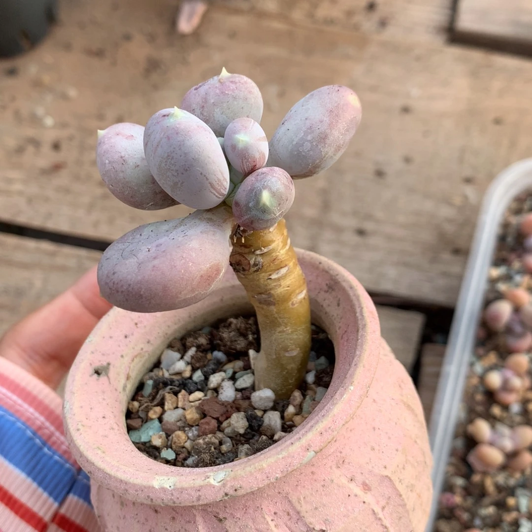 小屁桃 嚯哈哈哈哈哈