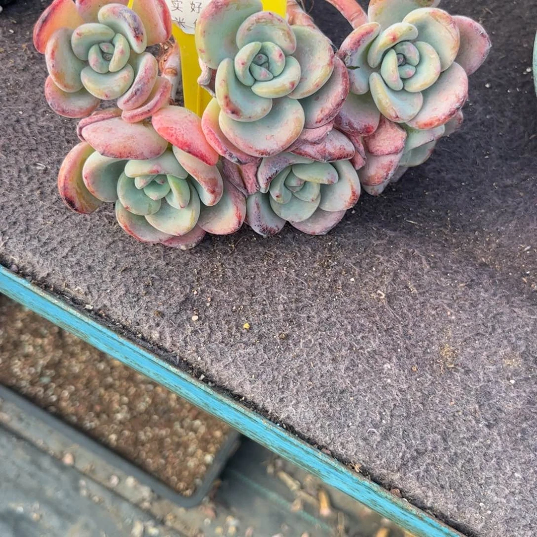 可***主多肉植物111111