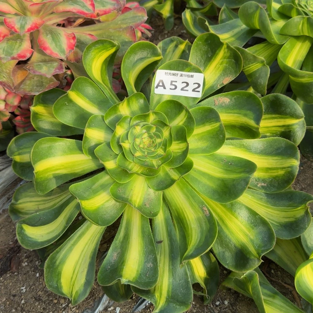 522。暴君。多肉植物