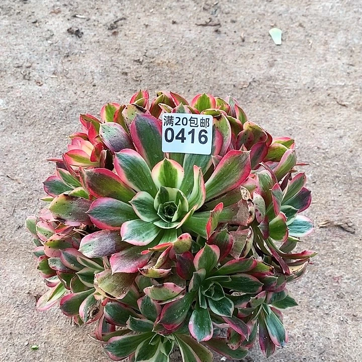 0416 一颗男神法师