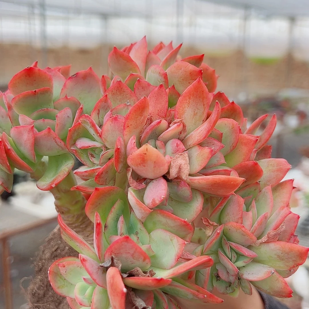 绮罗仙子 朵朵缀