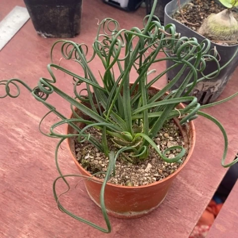 大弹簧草8仙人球