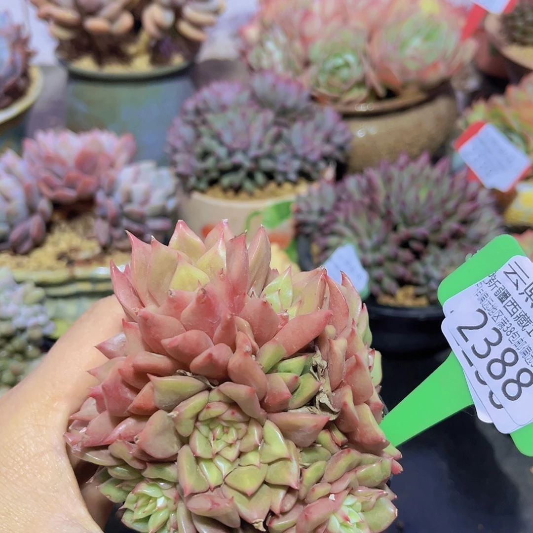 2388 特斯拉多肉植物