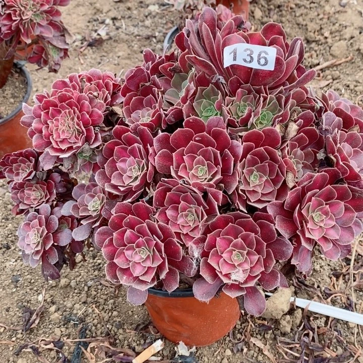 梧*136夕阳多肉植物提取