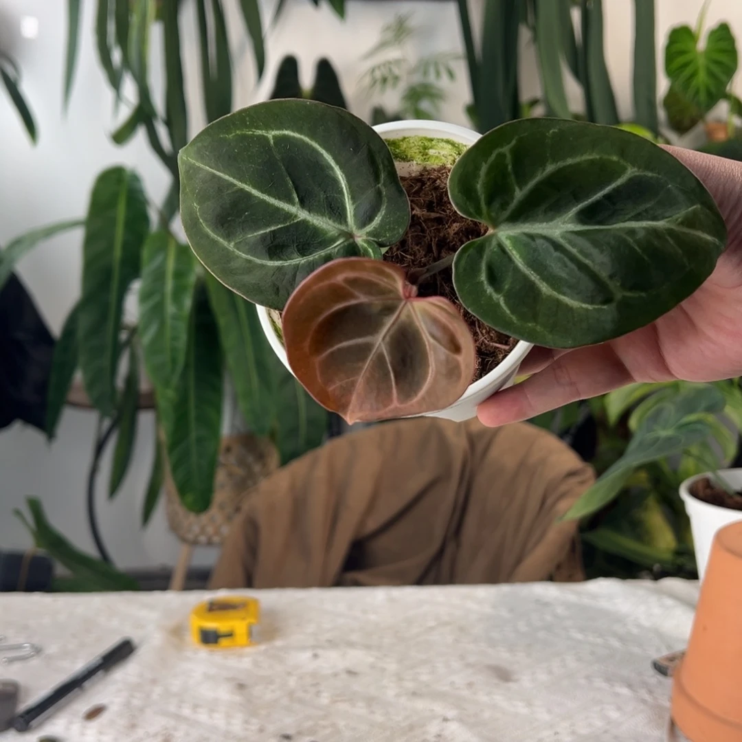 完全开放进口粗脉kos