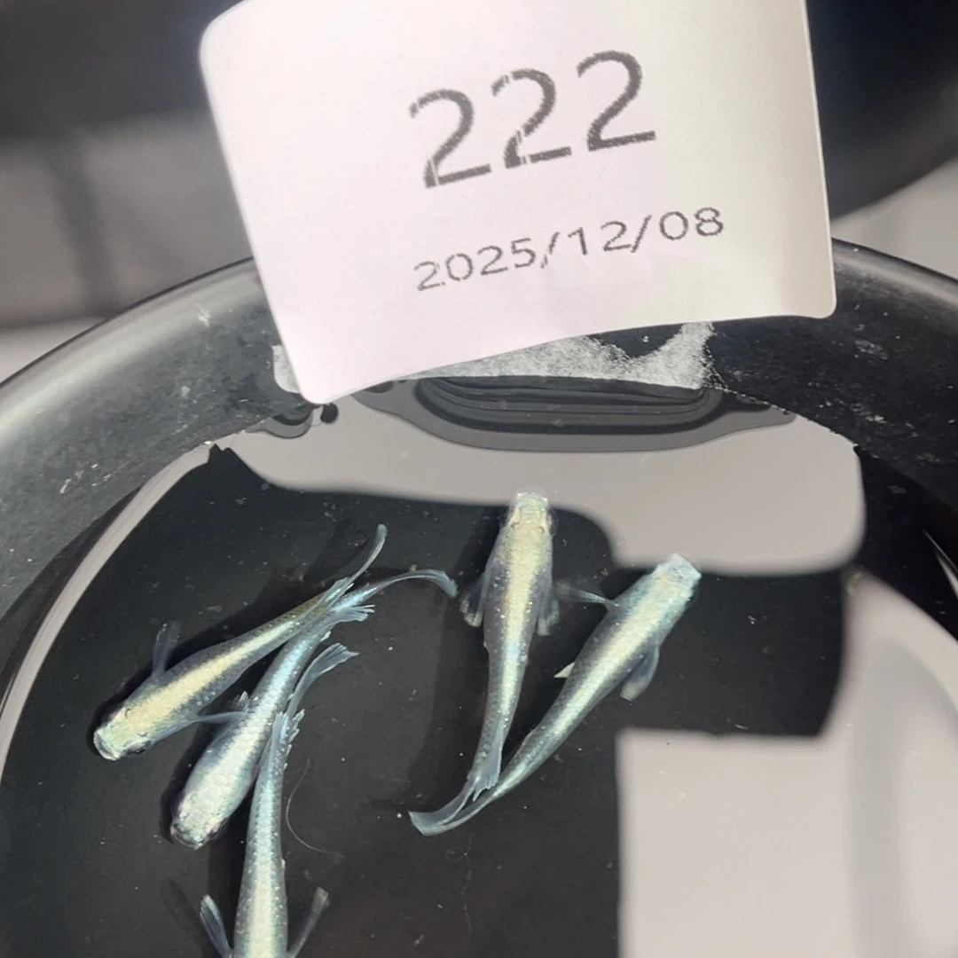 青鳉鱼222玛利亚宽鳍五尾