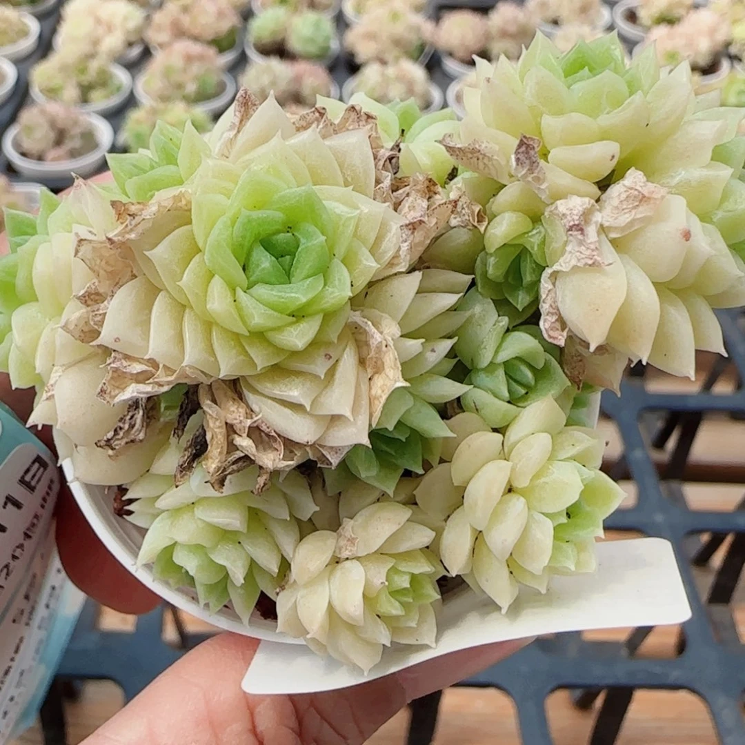 花语逸镜0511-101散