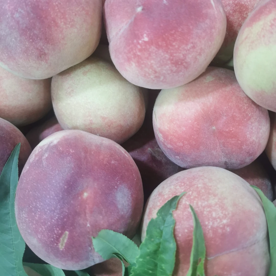 叶荷水蜜桃软甜500g同城小时达山东省