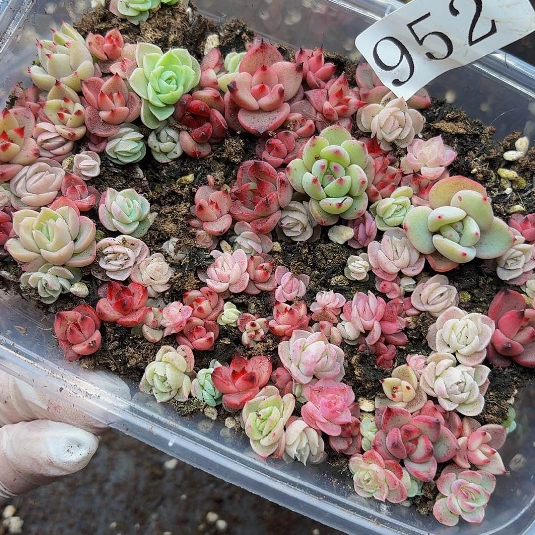 多肉植物多肉植物952