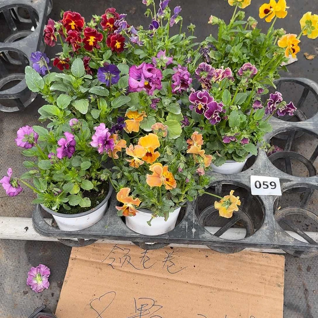 059号大花角堇清棚福利无售后