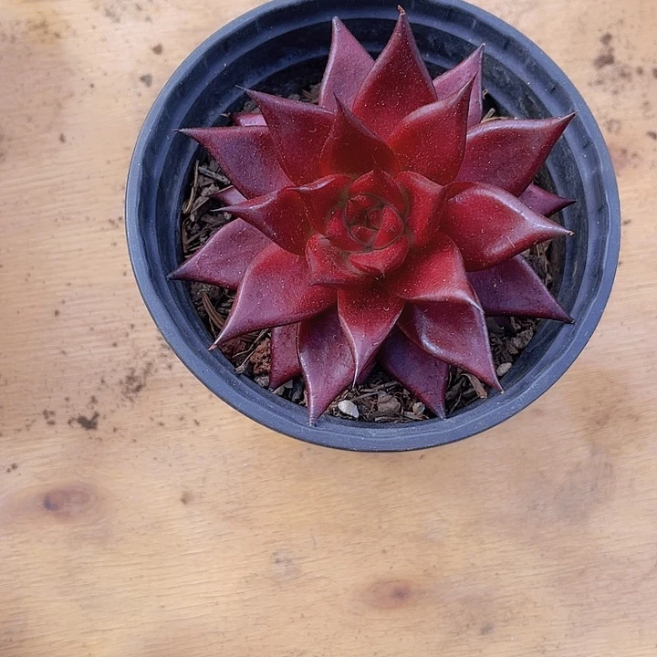 芳*姐0000000000000161