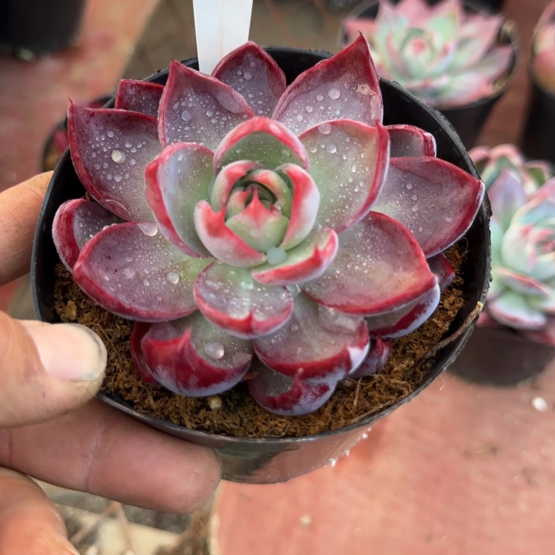 霄***惊鸿一物一拍包装收缩花旱754