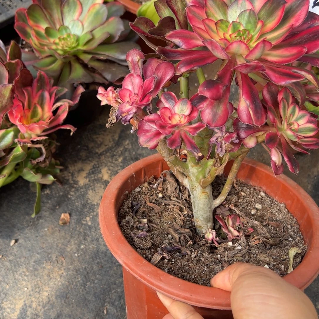 41花蝴蝶有瑕疵多肉