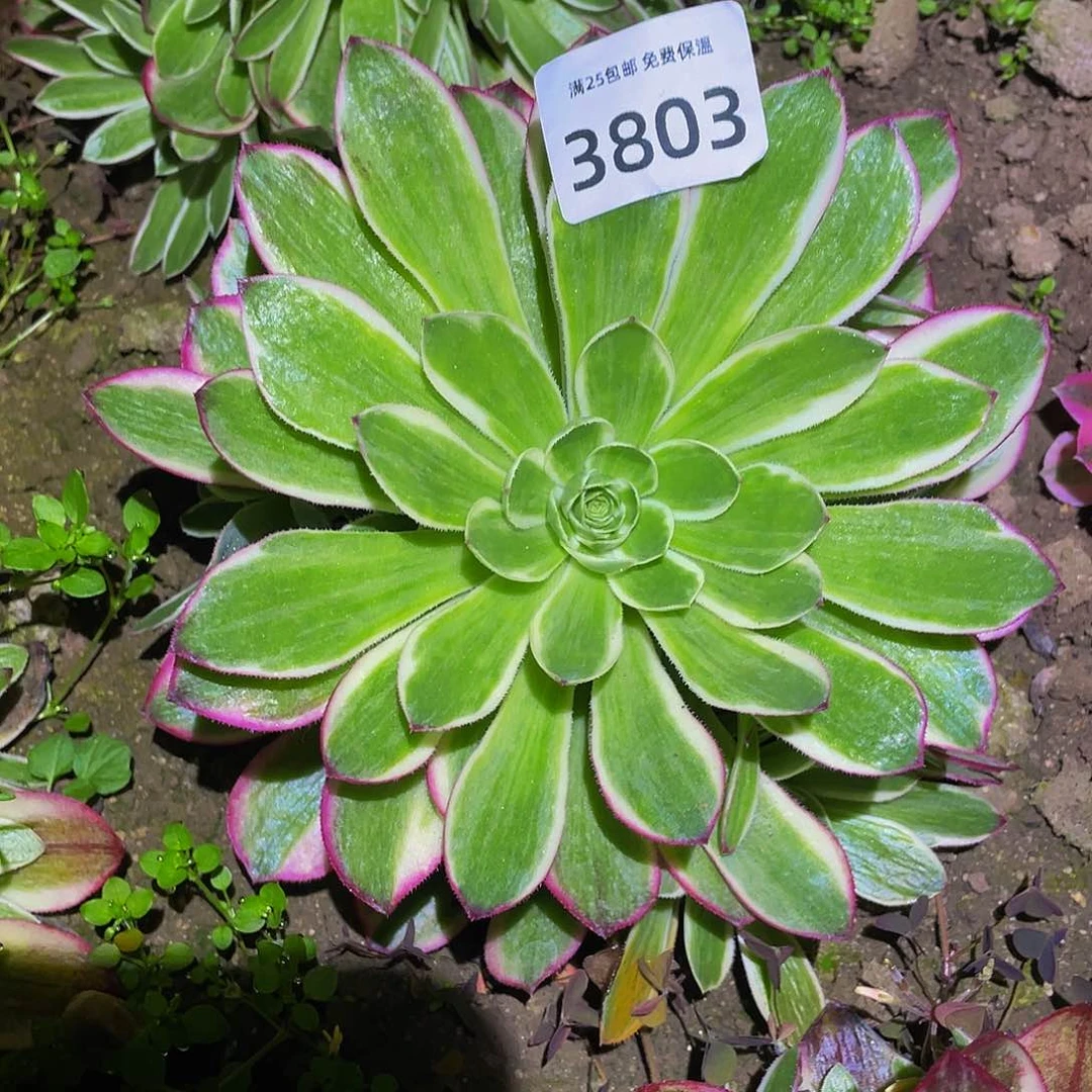 3803海鲜多肉植物