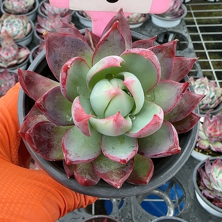 5 惊鸿仙子多肉植物6-9cm