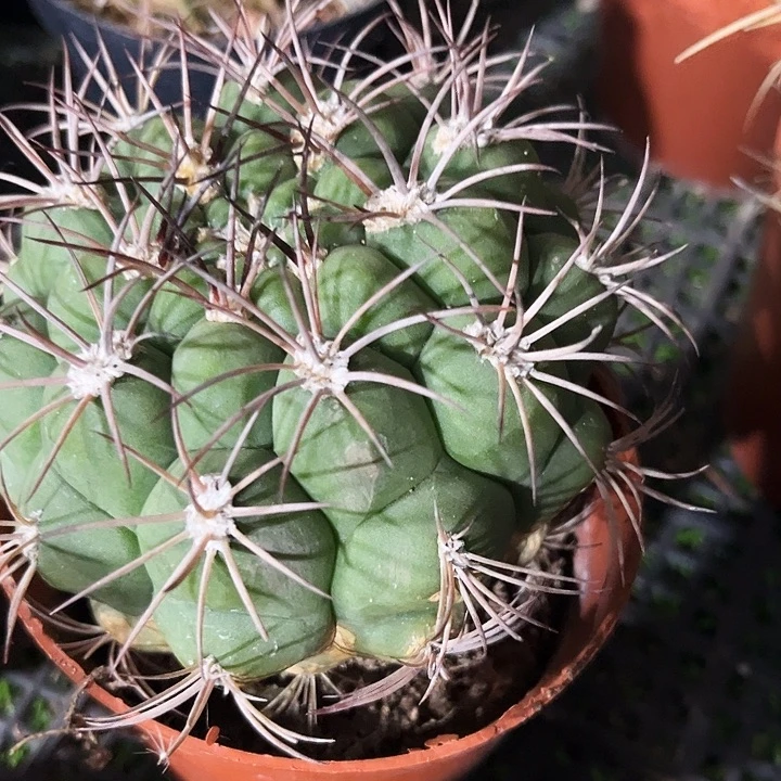 狂刺新天地zzzzzzz