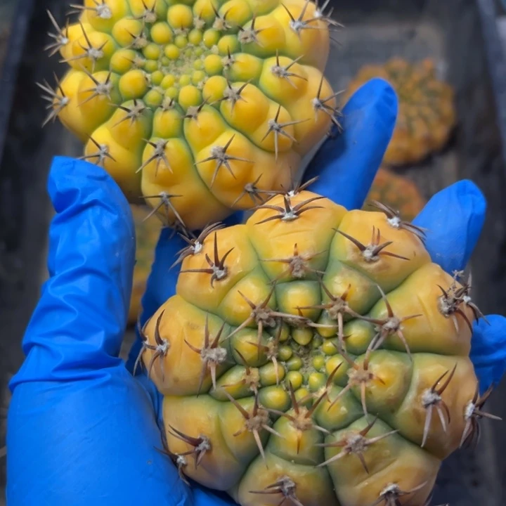 裸饿球锦无根7厘米