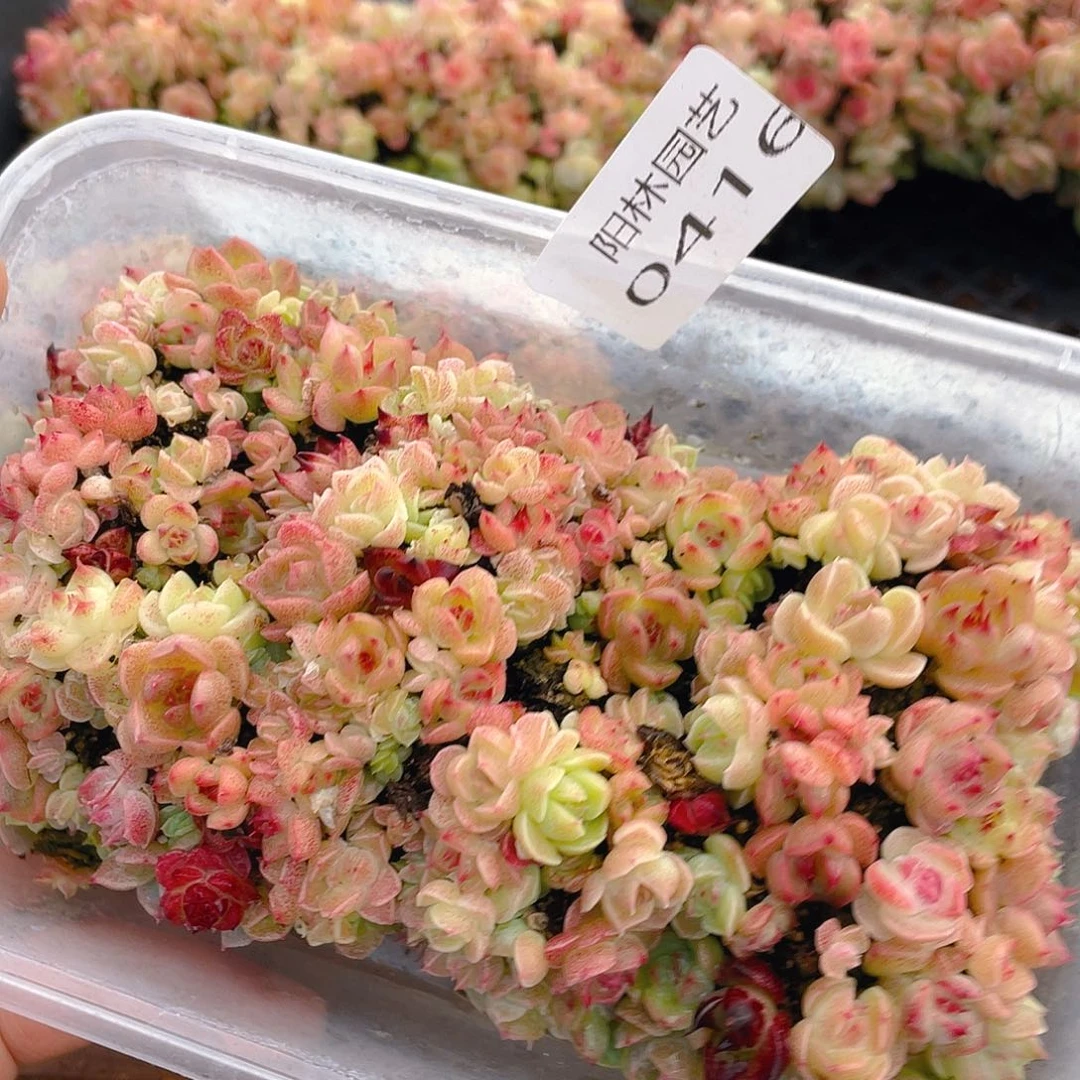 多肉植物多肉植物416