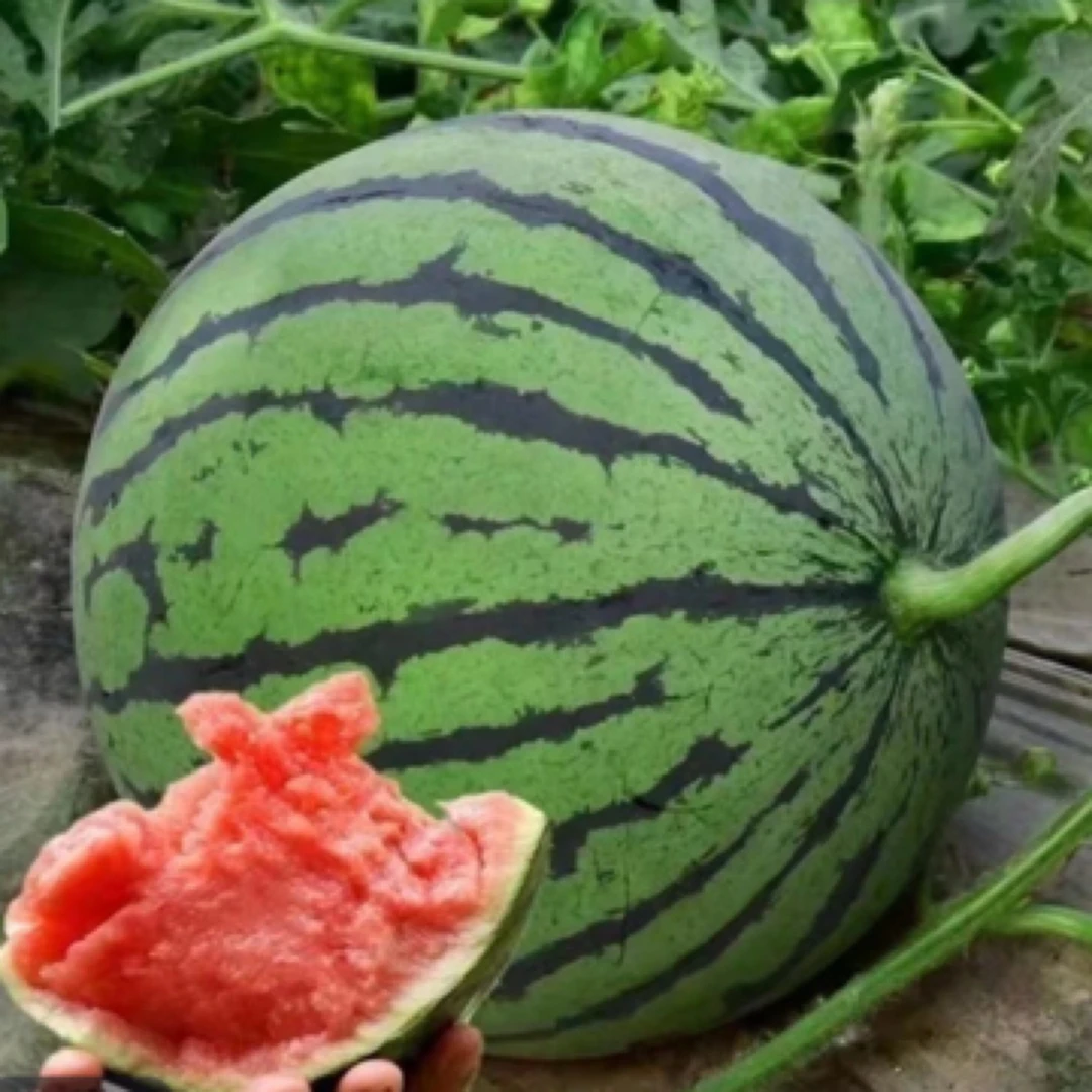 海南一包糖西瓜（9.9一盒）海南省