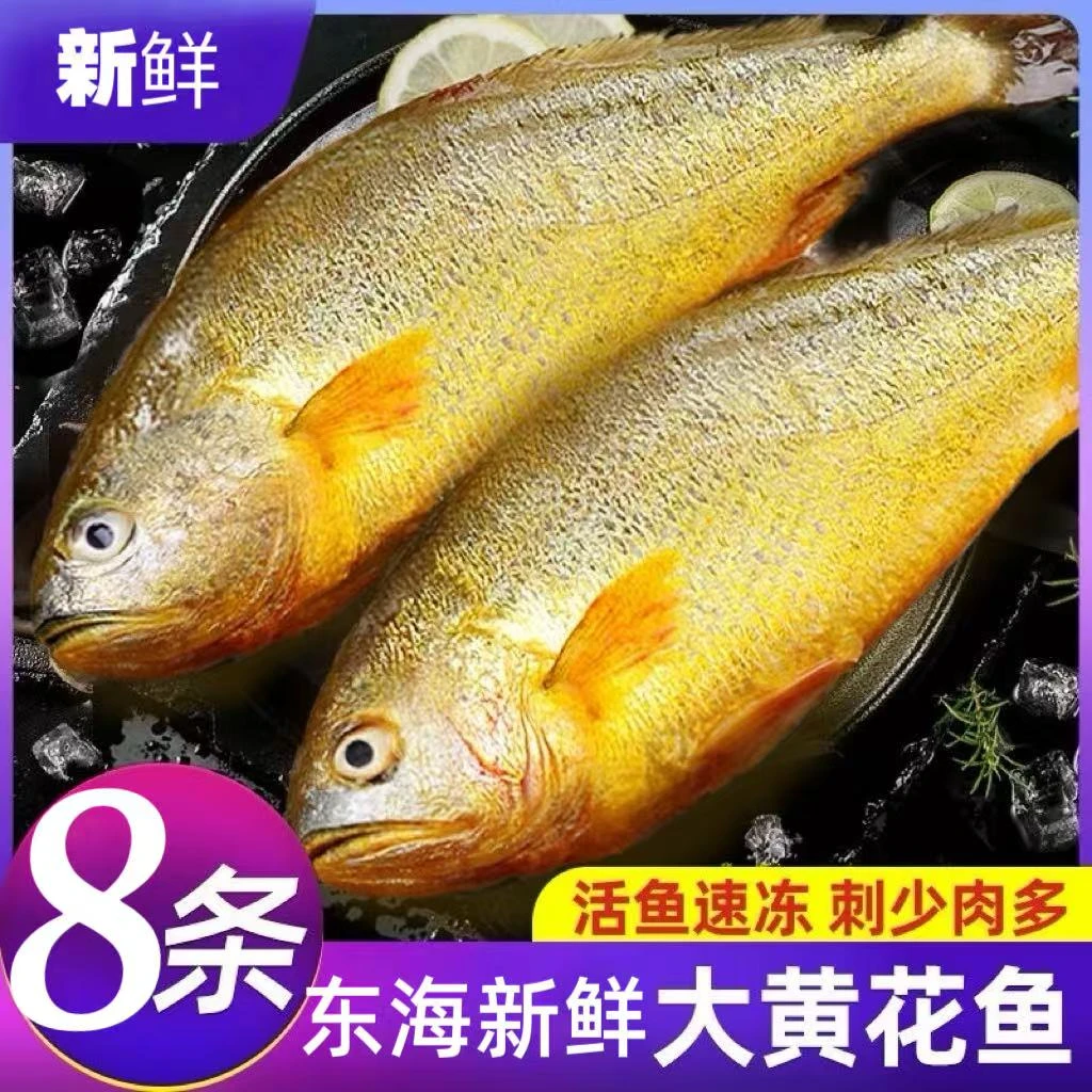 东海大黄花鱼活鱼速冻肉质鲜美冷链包邮到家（网捕小伤介意勿拍）