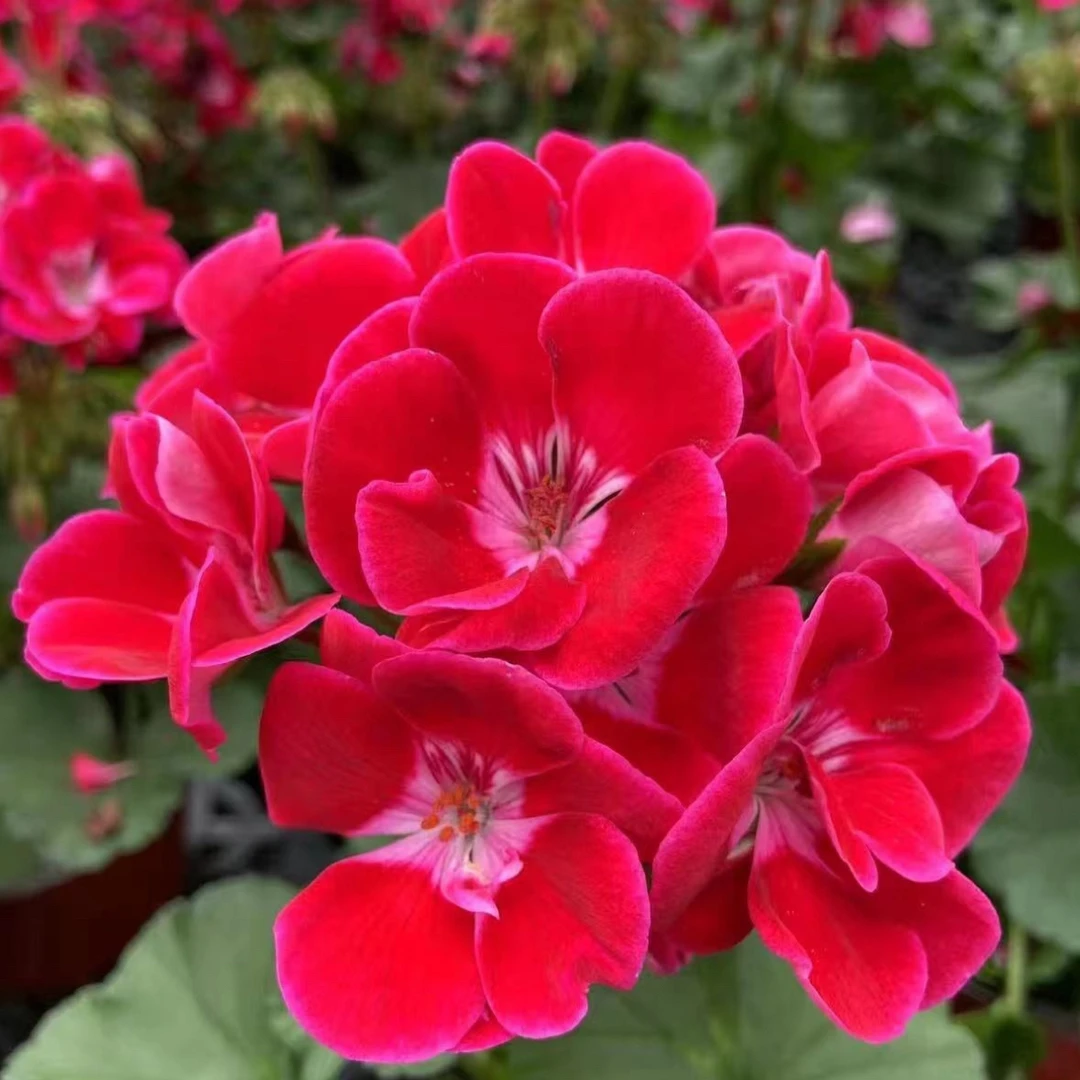 【英雄】北岸天竺葵直立盆栽四季开花室内阳台低于零下二度拍保温