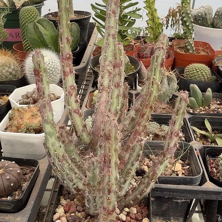 洛氏大戟群9仙人球