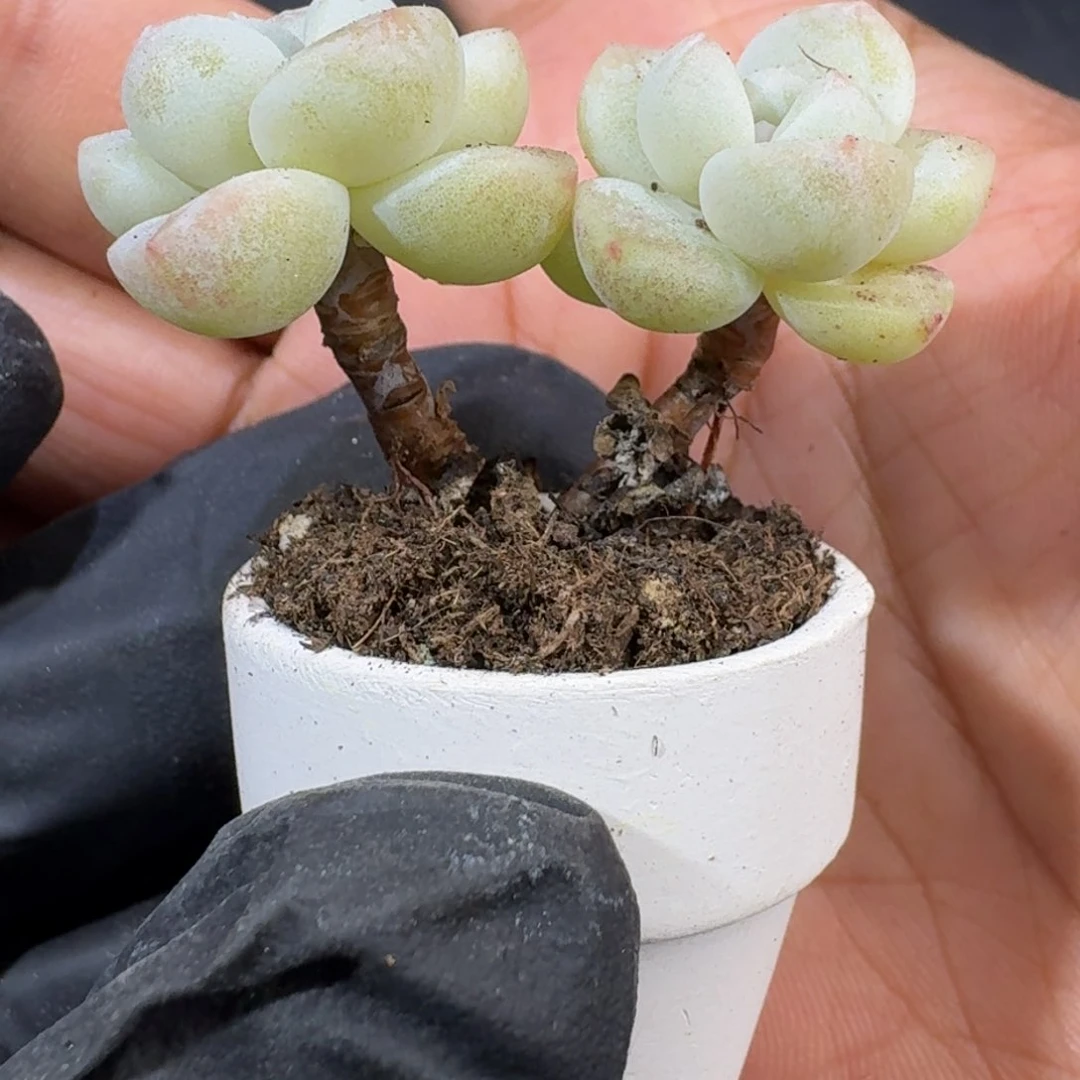 16号双头白底到手5颗