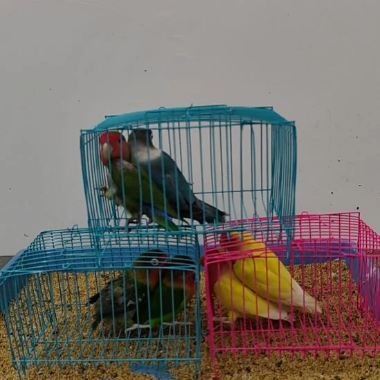 虎皮鹦鹉牡丹鹦鹉鹦鹉2只