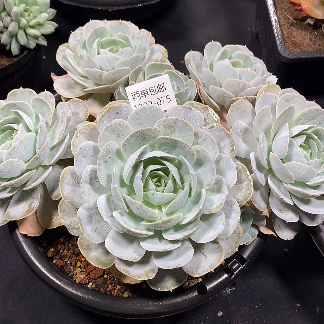 涛***—酸奶多肉 圣卡群75