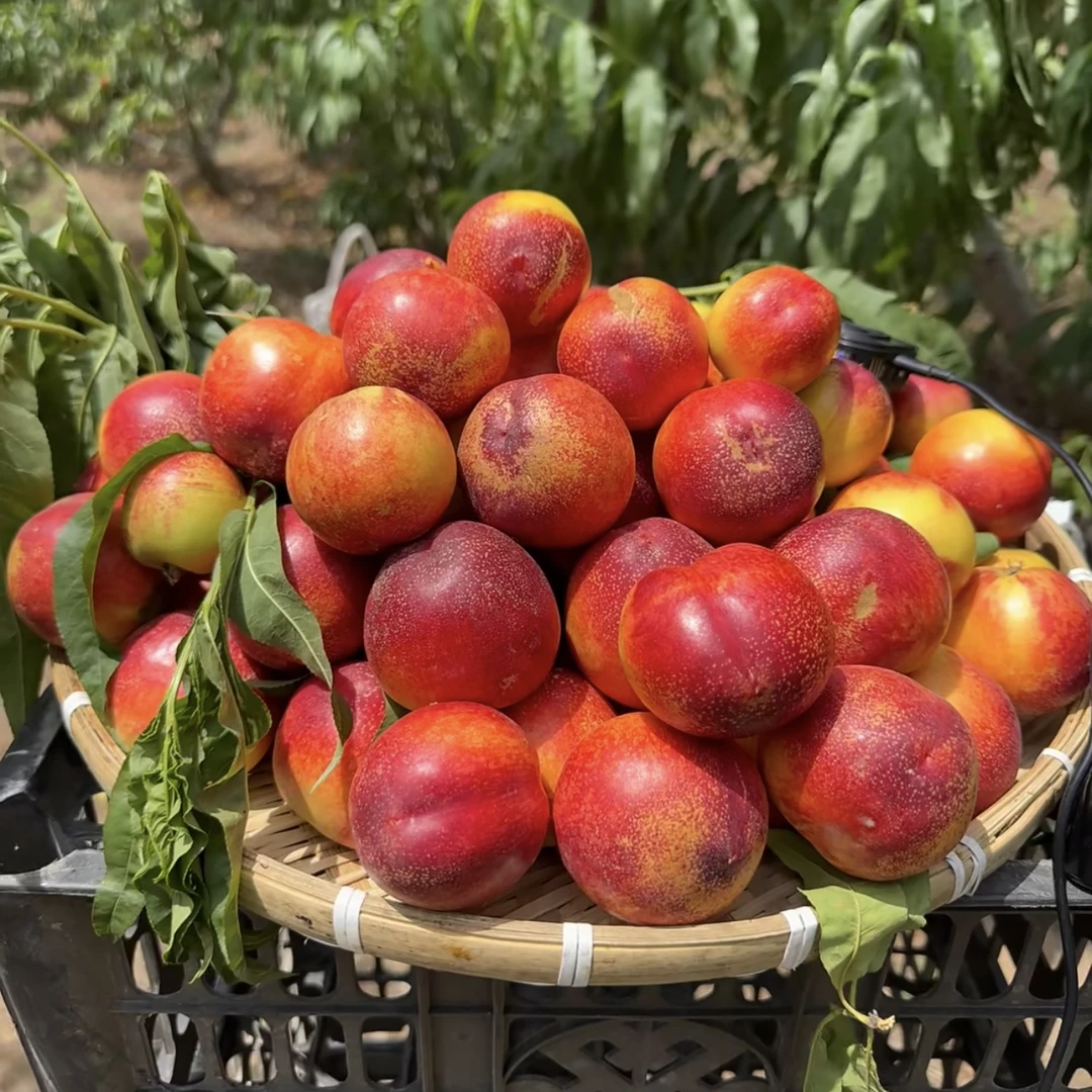 【甘特优品】甘肃天水秦安高山漏天油桃产地直发9甜1酸