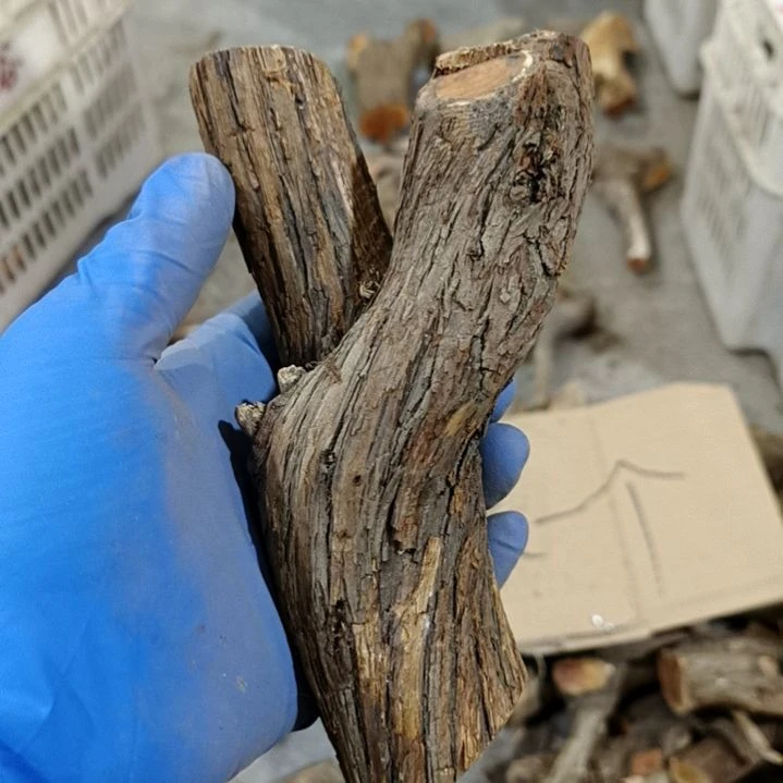 用***1香榧木崖柏随行毛料毛料毛料