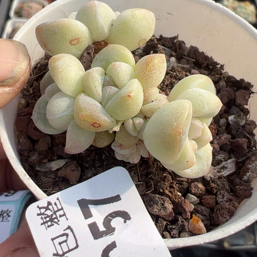 小卡拉米糖心一物一拍17_57