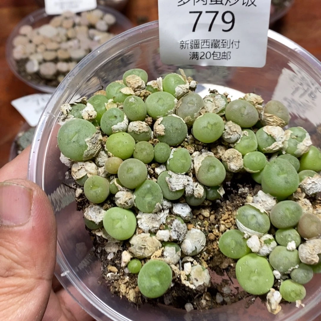 多肉蛋炒饭，感谢您相伴779