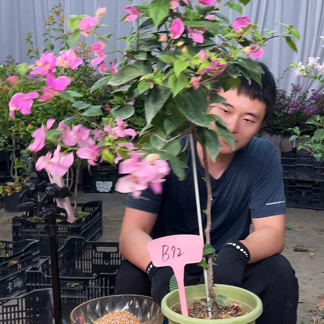 粉***星当前无花栽培后可以开花B.92漳红樱