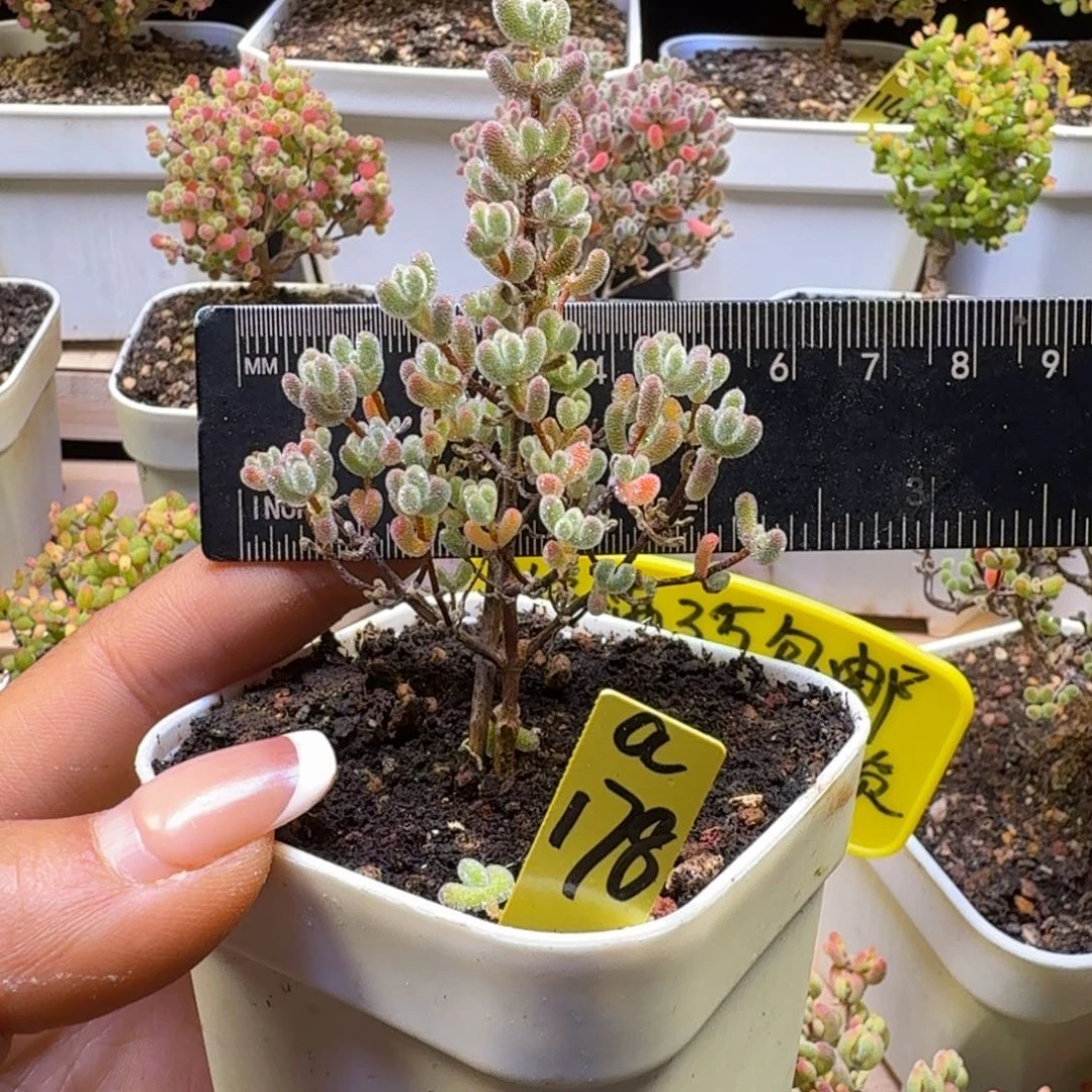 a178号实生冰晶冠服6厘米左右