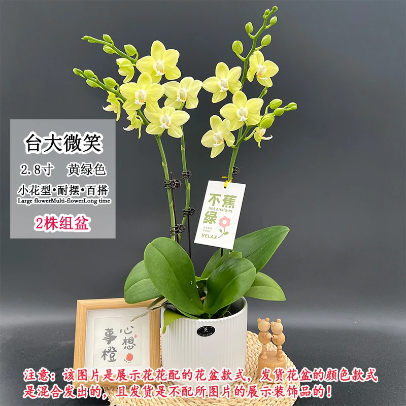 【台大微笑双】经典黄绿色蝴蝶兰小花型室内桌面好养易活绿植花卉