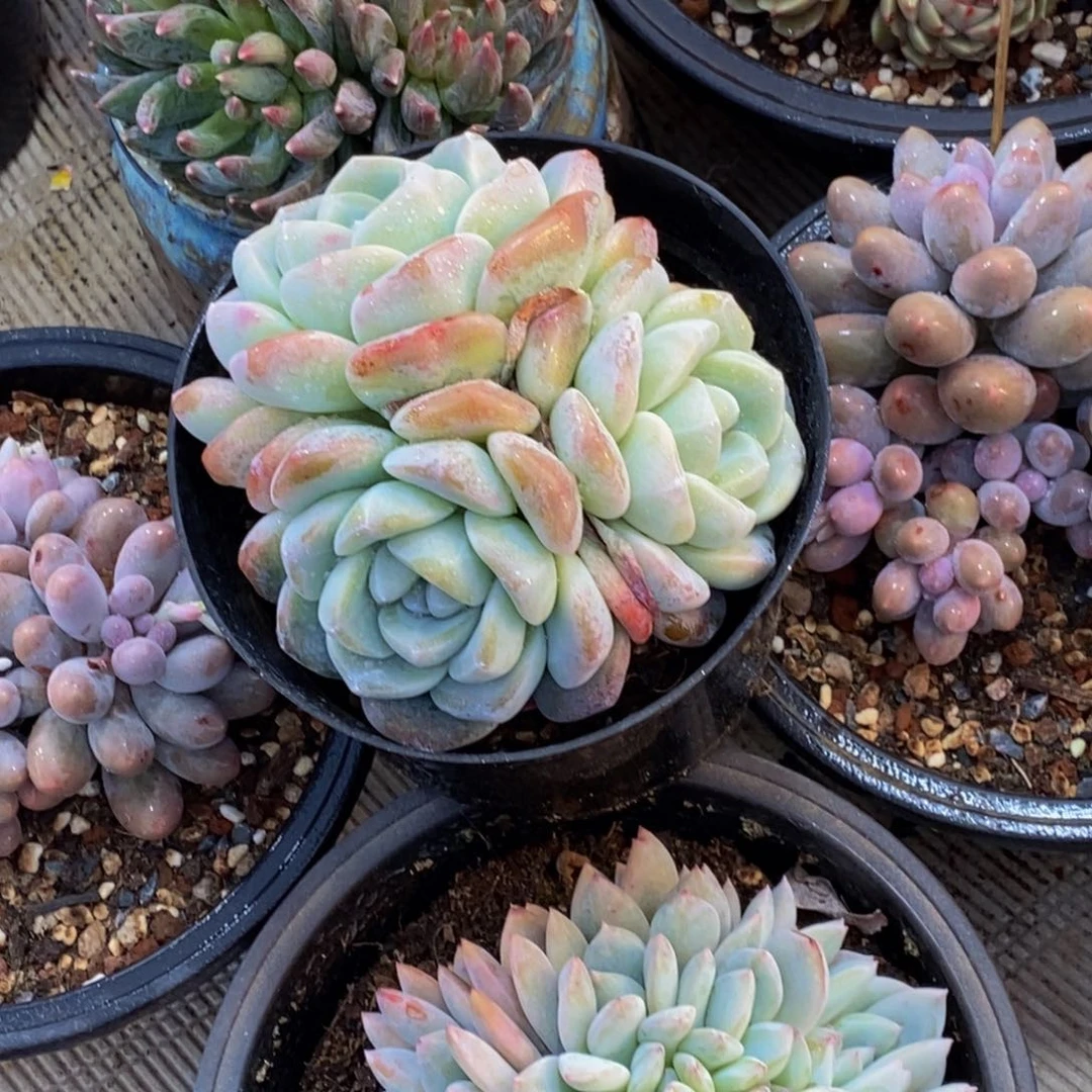 仪****店48包邮一物一拍多肉