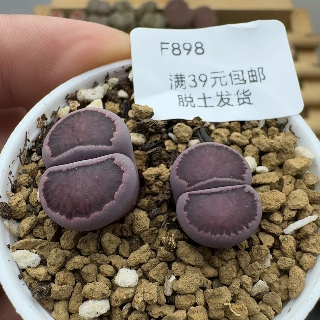 898多肉哈哈哈哈哈哈哈