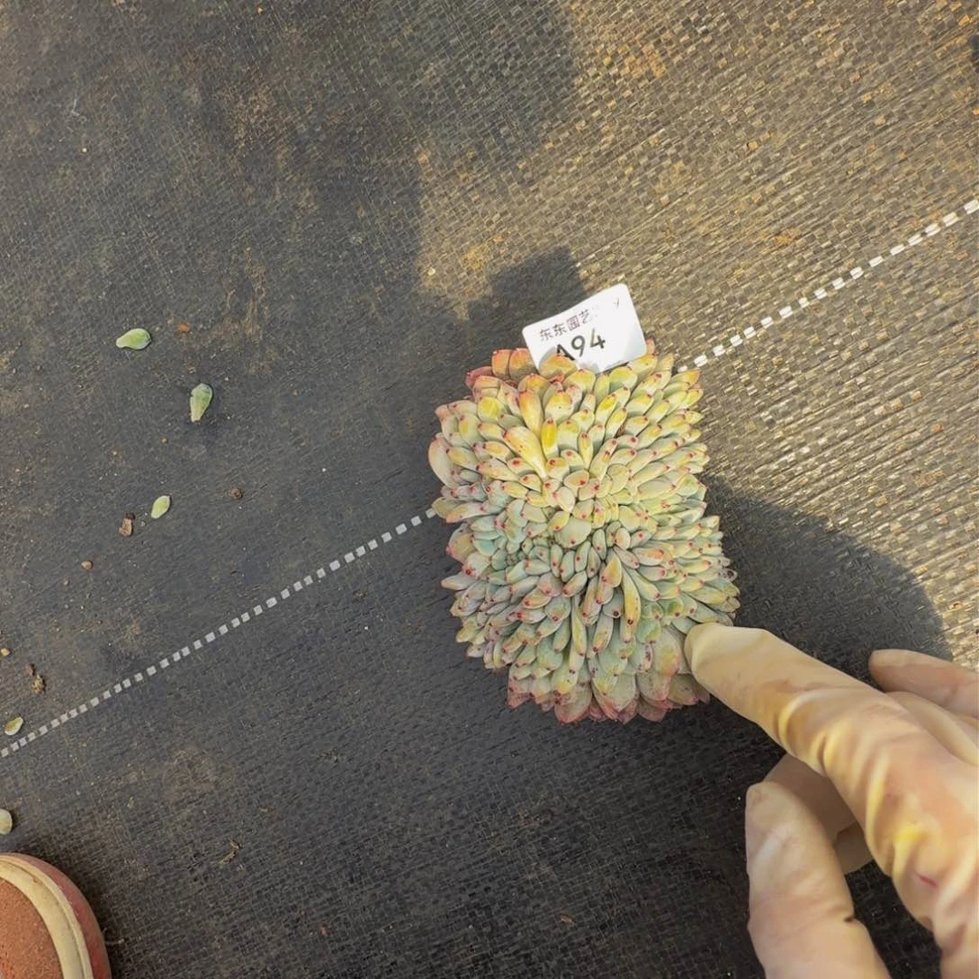 菜*花a a a a a a a a q 94