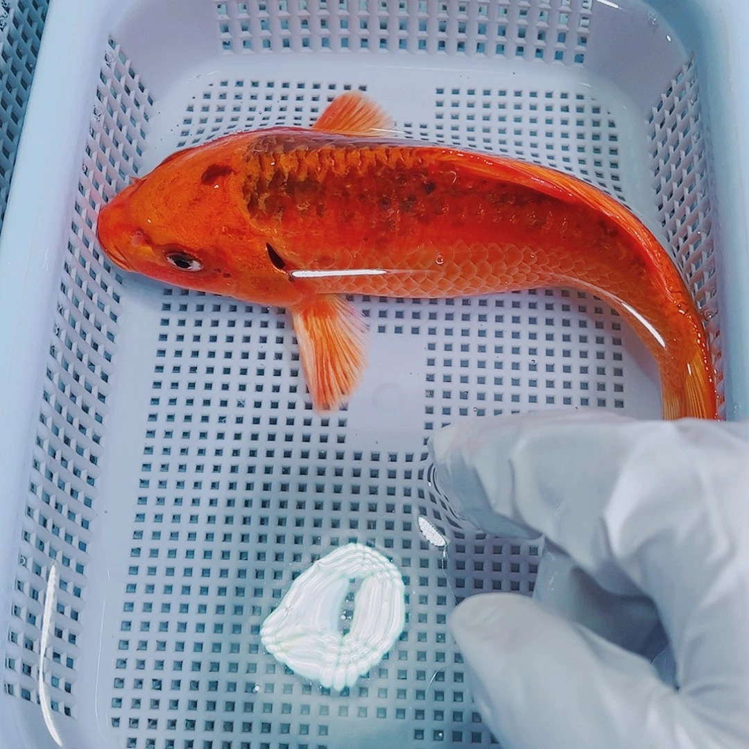 锦鲤锦鲤冷水观赏鱼124