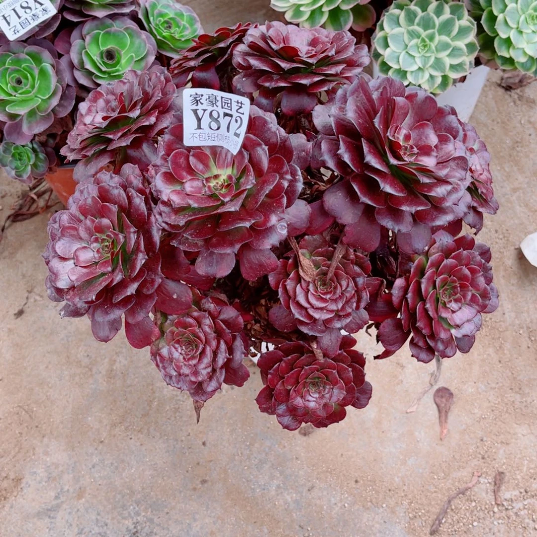 872美姬尺寸30左右2