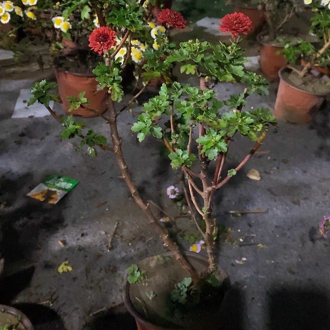 *****完全开放盆景绿化菊花