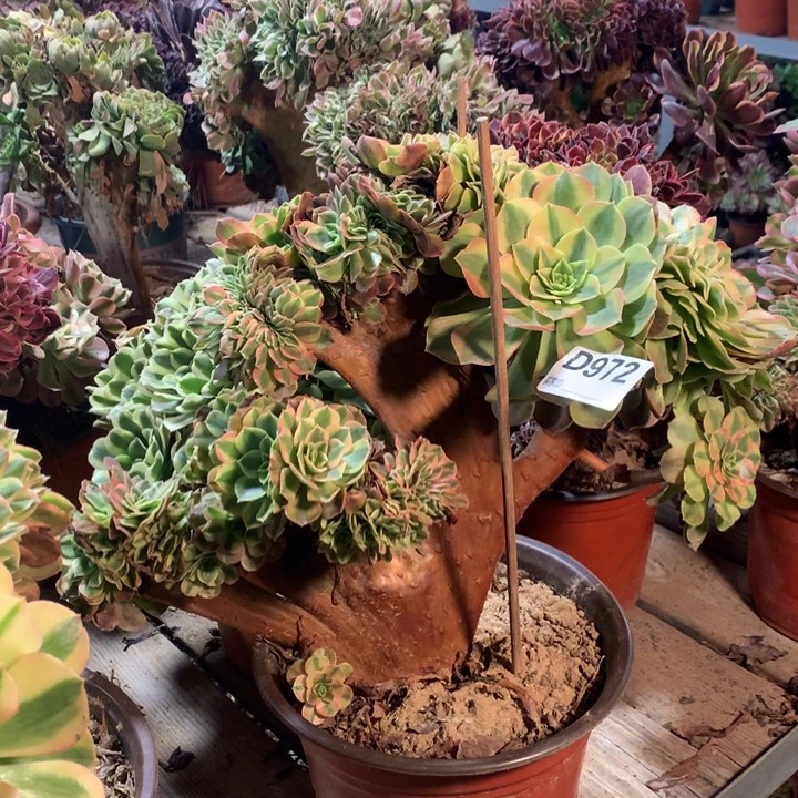 972雨荷缀多肉法师