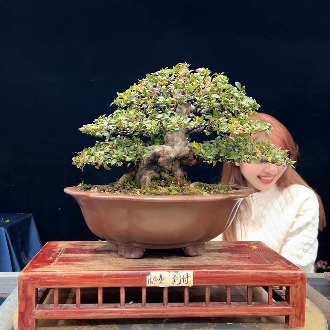 冷***雨无花朵杜鹃花的诗作