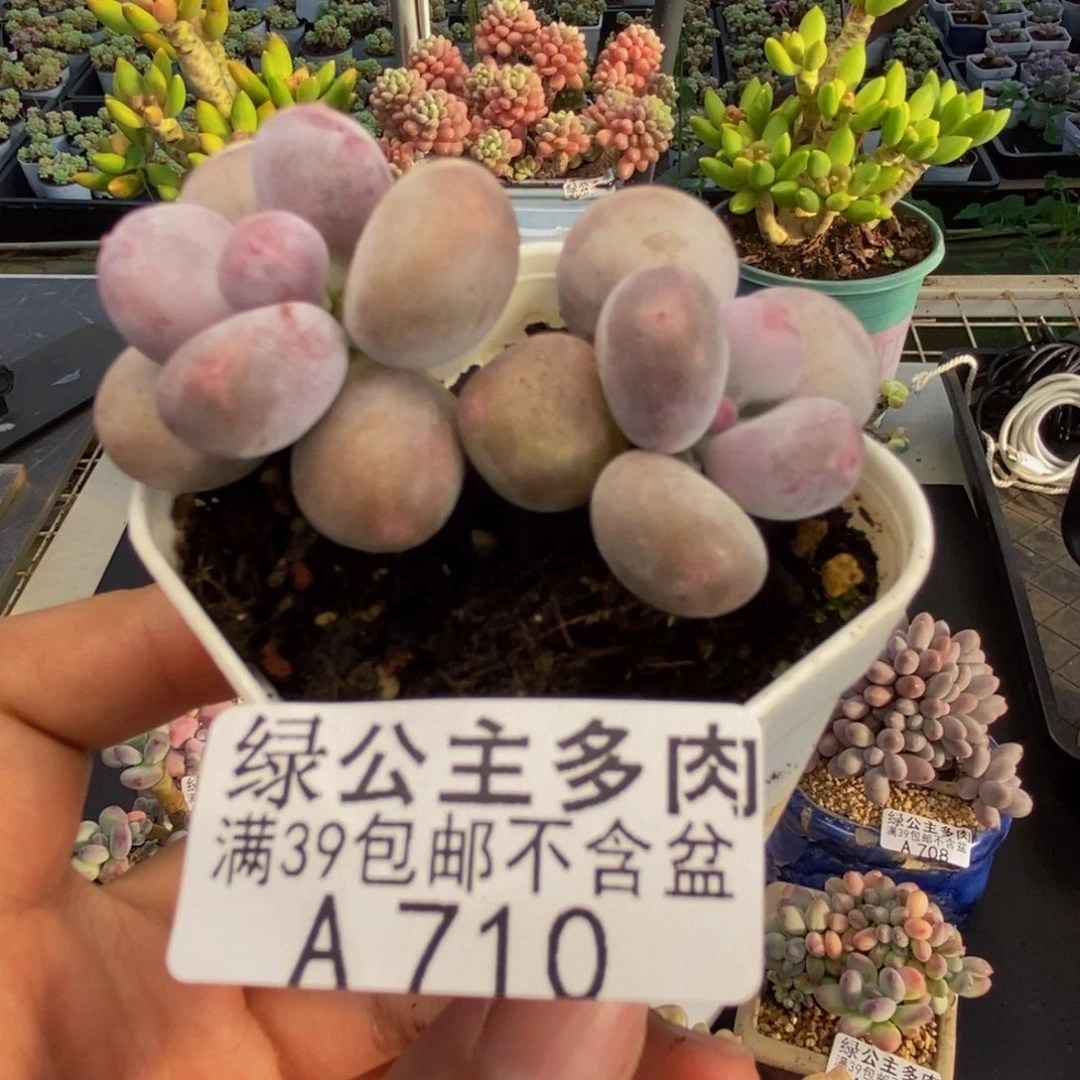710糖豆奶多肉5c m