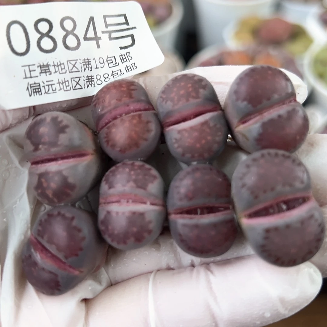 好养易活生石花大母本0884